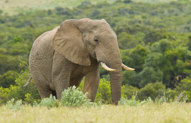 Large elephant walking in long grass