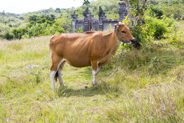 Naklejka na ściany i meble Balinese domestic cattle, Nusa Penida-Bali, Indonesia