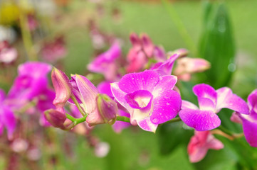 Violet orchid flower in a park