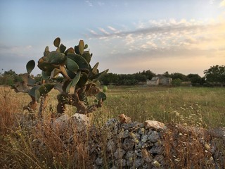 Landscape Salento