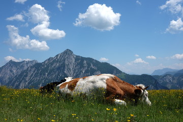 K&uuml;he auf der Postalm im Salzkammergut