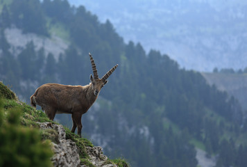 Ibex in the French Vercors mountains during a summer evening.