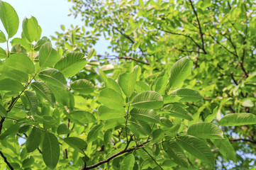 Fototapeta na wymiar Walnut tree branch with green leaves