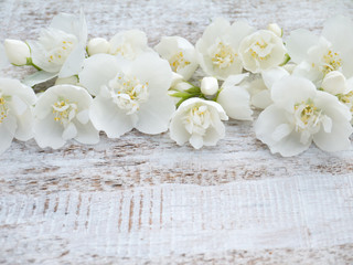 English dogwood tender white flowers