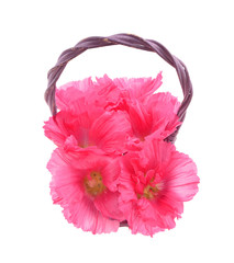 Beautiful decorating hollyhock flowers /Althaea officinalis/ in basket isolated white background