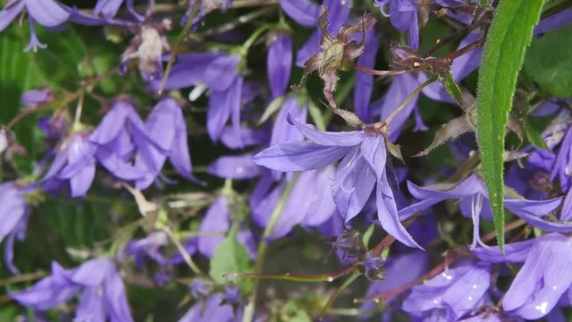campanules en fleurs(4k)