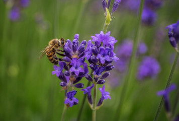 Bee on Lavender