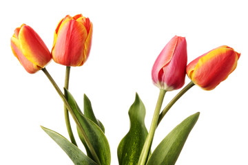 Obraz premium Tulips