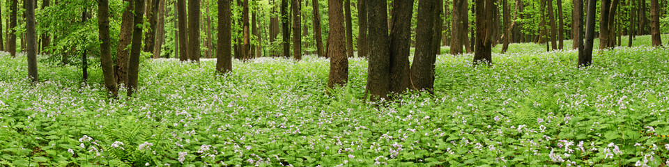 Flowers on forest floor in panorama