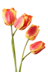 Naklejka premium Tulips