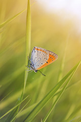 beautiful little butterfly sitting on green grass and sunshine