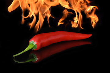 Chili auf schwarz mit Spiegelung und Feuer Flammen