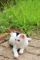 Cute White kitten