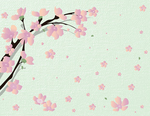 Cherry Vector blossom tree. Japanese cherry tree with flying petals on colorful background