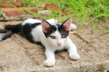 Cute White kitten