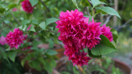 Pink Bougainvillea 