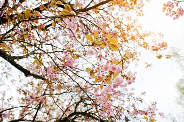 Obraz na płótnie Canvas Branches of cherry tree blossoms