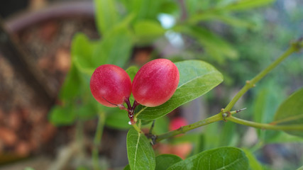 Red Fruit Herb