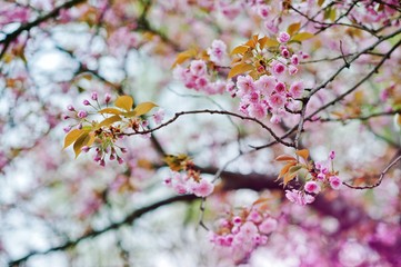 Branches of cherry tree blossoms