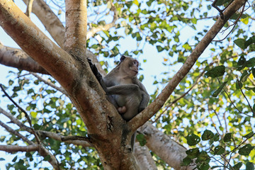 monkey on a tree