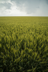 Wheat field in summer
