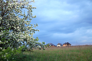 blossoming apple tree on the river bank