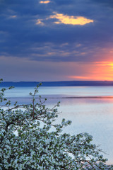 blossoming apple tree on the river bank