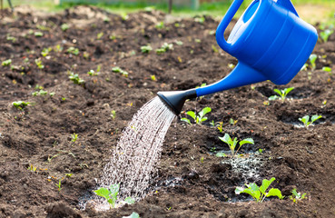 watering fresh sprouts