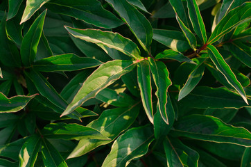 Fototapeta na wymiar Nature theme: Beautiful fresh green leaves on a dark background