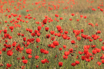 Fototapeta premium Poppy flowers field, close-up early in the morning