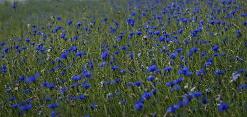 Summer background, blue cornflower background, blue grass field, summer time. Beautiful wildflowers cornflowers