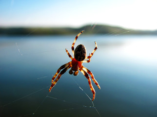 spider on its web close