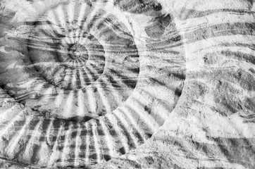 ammonite prehistoric fossil © 24Novembers