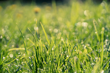 Dewdrops shining on a grass