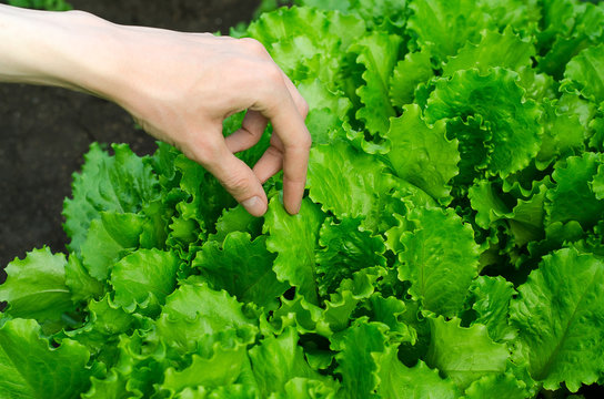 Gardening topic: Human hand holding green lettuce leaves