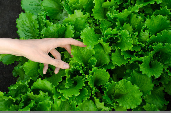 Gardening topic: Human hand holding green lettuce leaves