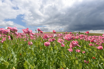 Mohnfeld