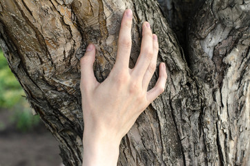 A man's hand touches the bark of a tree in nature