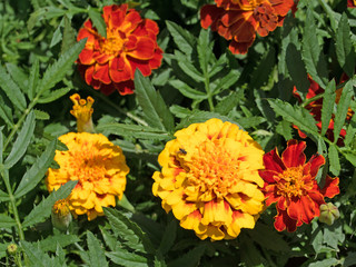 Tagetes, Studentenblumen, Sammetblumen
