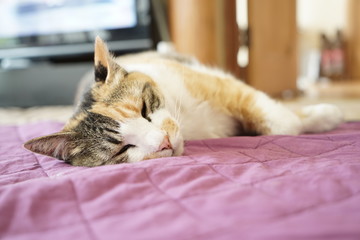 三毛猫