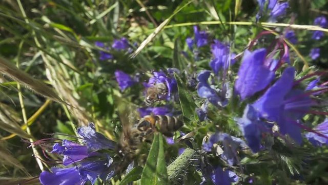 Bee flies away from the flower. Slow Motion at frame rate of 480 fps
