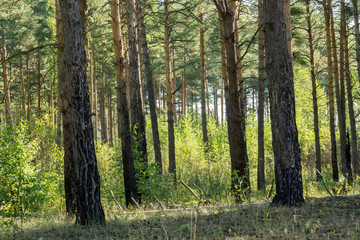 Fototapeta premium Pine Forest in the Morning