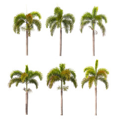Fototapeta premium palm trees isolated on white