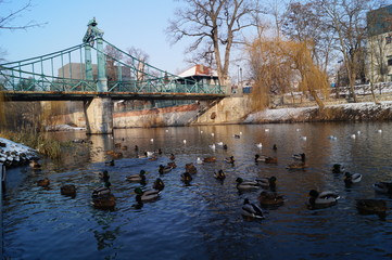 Opole, Zielony mostek © Dzikie Wino