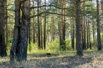 Obraz premium Pine Forest in the Morning
