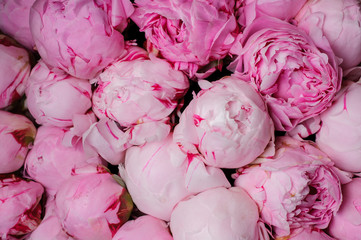 Obraz premium fresh pink peony flower texture background