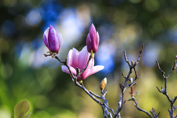 Blossoming pink magnolia flowers in spring time