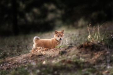 Beautiful Young Red Shiba Inu Puppy Dog