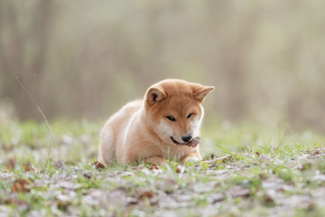 Beautiful Young Red Shiba Inu Puppy Dog