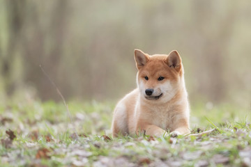 Beautiful Young Red Shiba Inu Puppy Dog